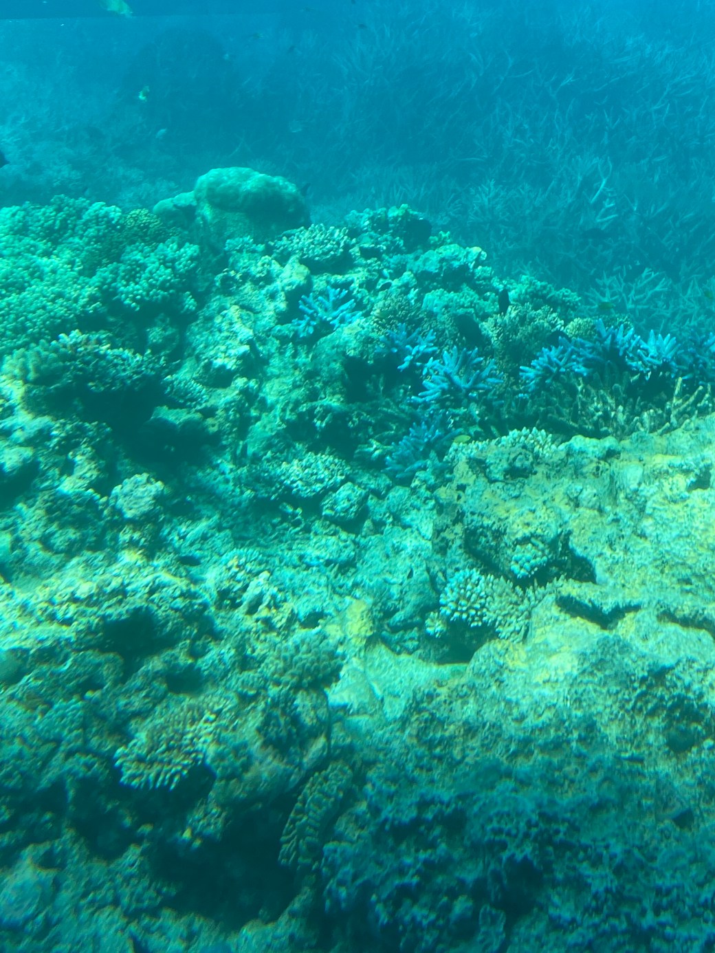 cnTDH8jpRSW2rtJLlKnMtA