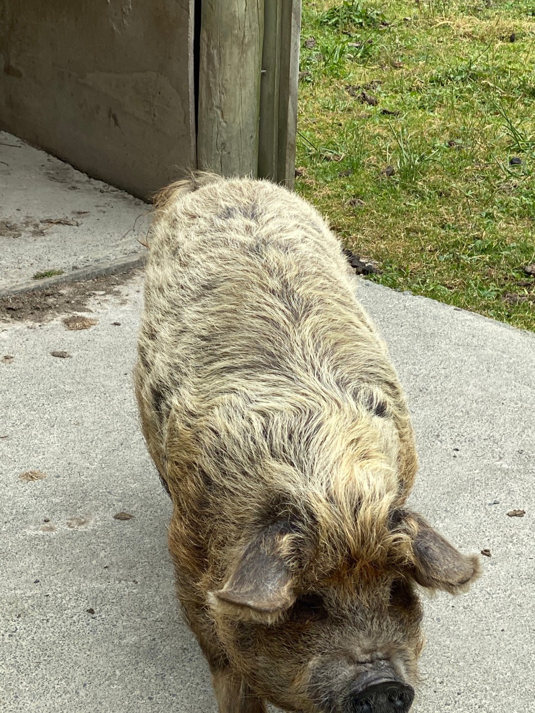 d4s4HYO+TOyOohA0nE39Jw