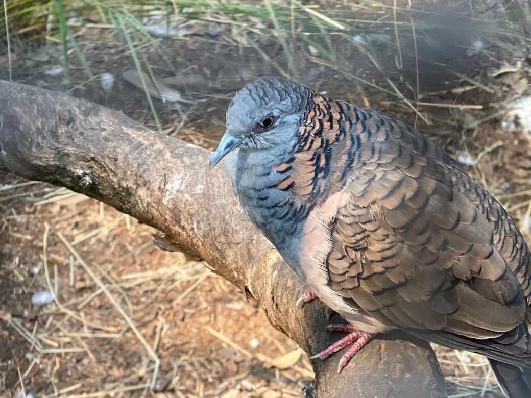 RPXNtmH7TZCBv3hYkL1qNQ